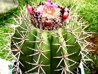 Melocactus neryi v. schulzianus Voltzberg Inselberg, Surinam JB (also by 100 seeds)